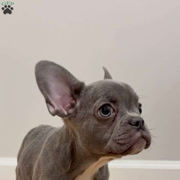 Shirley Temple, French Bulldog Puppy